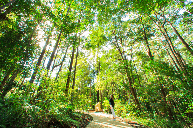Forest - Getty Images