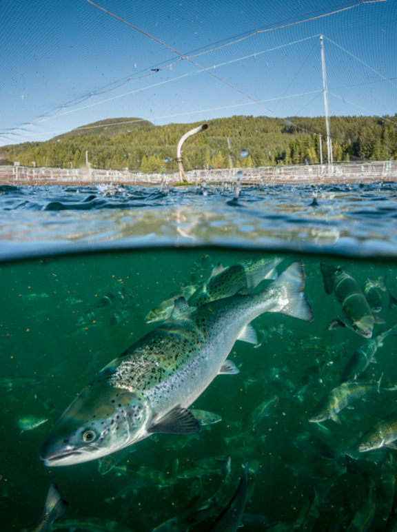 Canadian-fish-farm HD