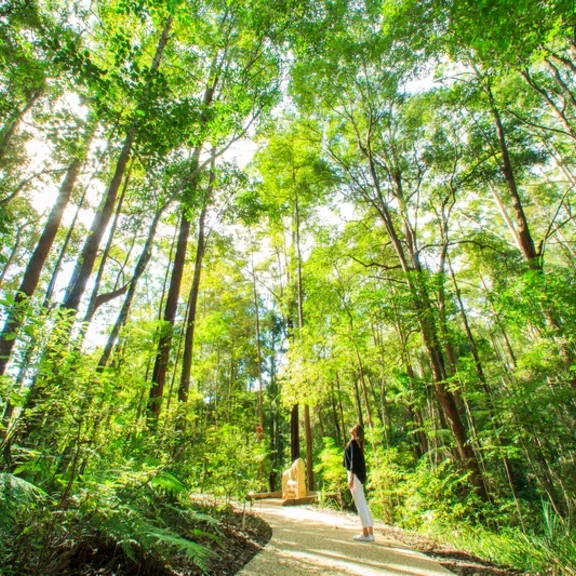 Forest - Getty Images